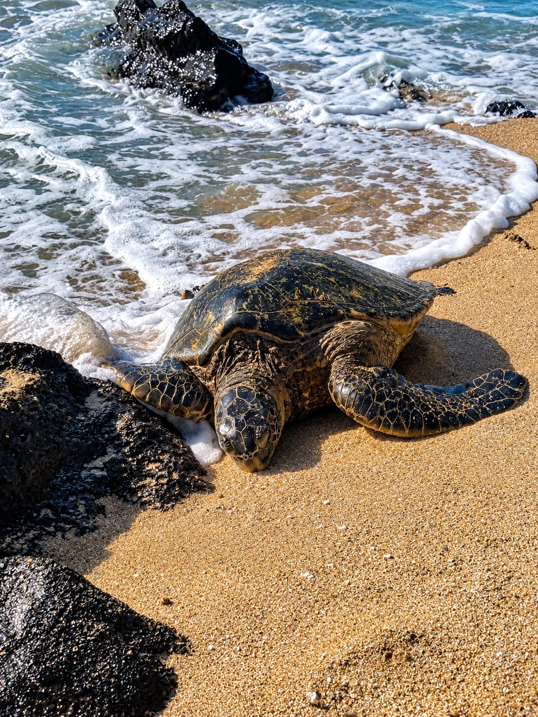Sea turtle near the shoreline