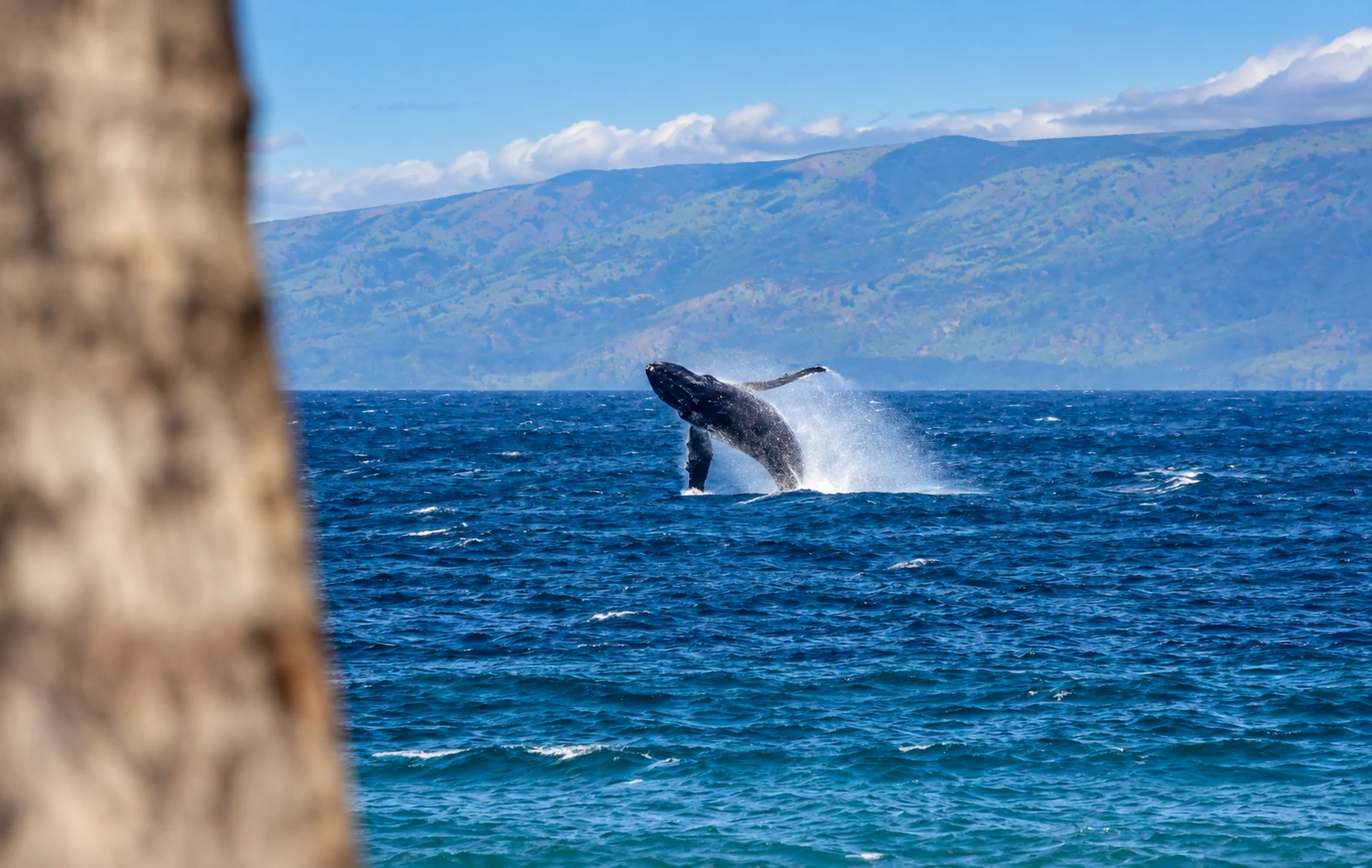 Breaching whale photographed from Kuleana shoreline